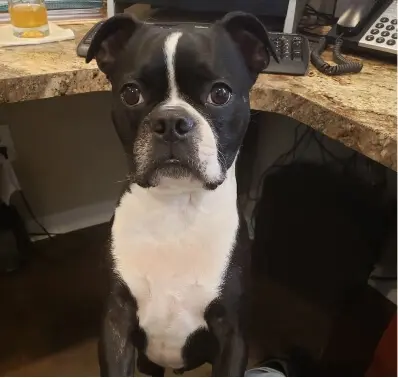 bruiser