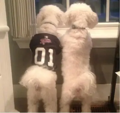 louie and maverick