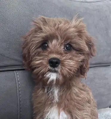 Ellie